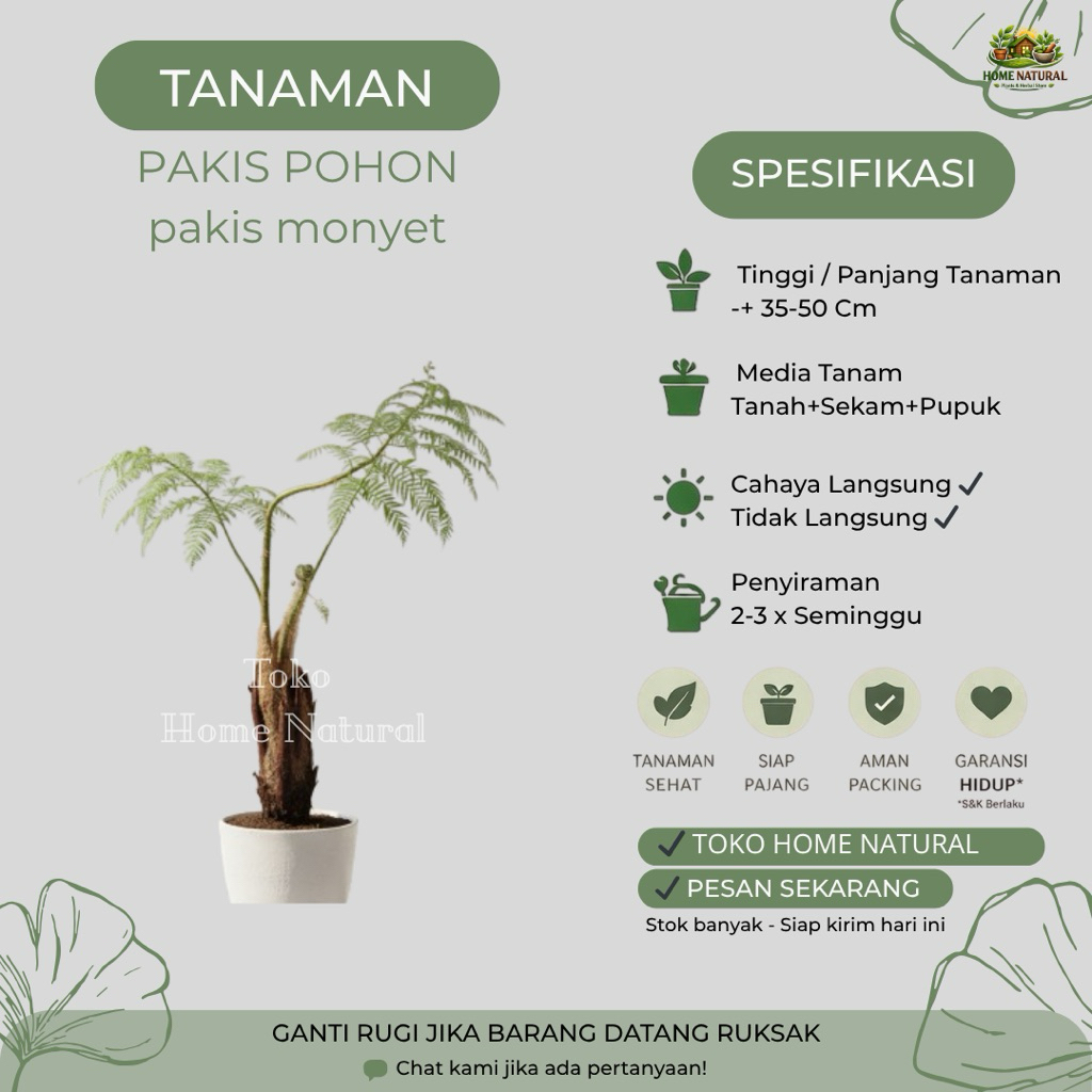 Tanaman Pakis Monyet Atau Pakis Pohon Tinggi 50cm