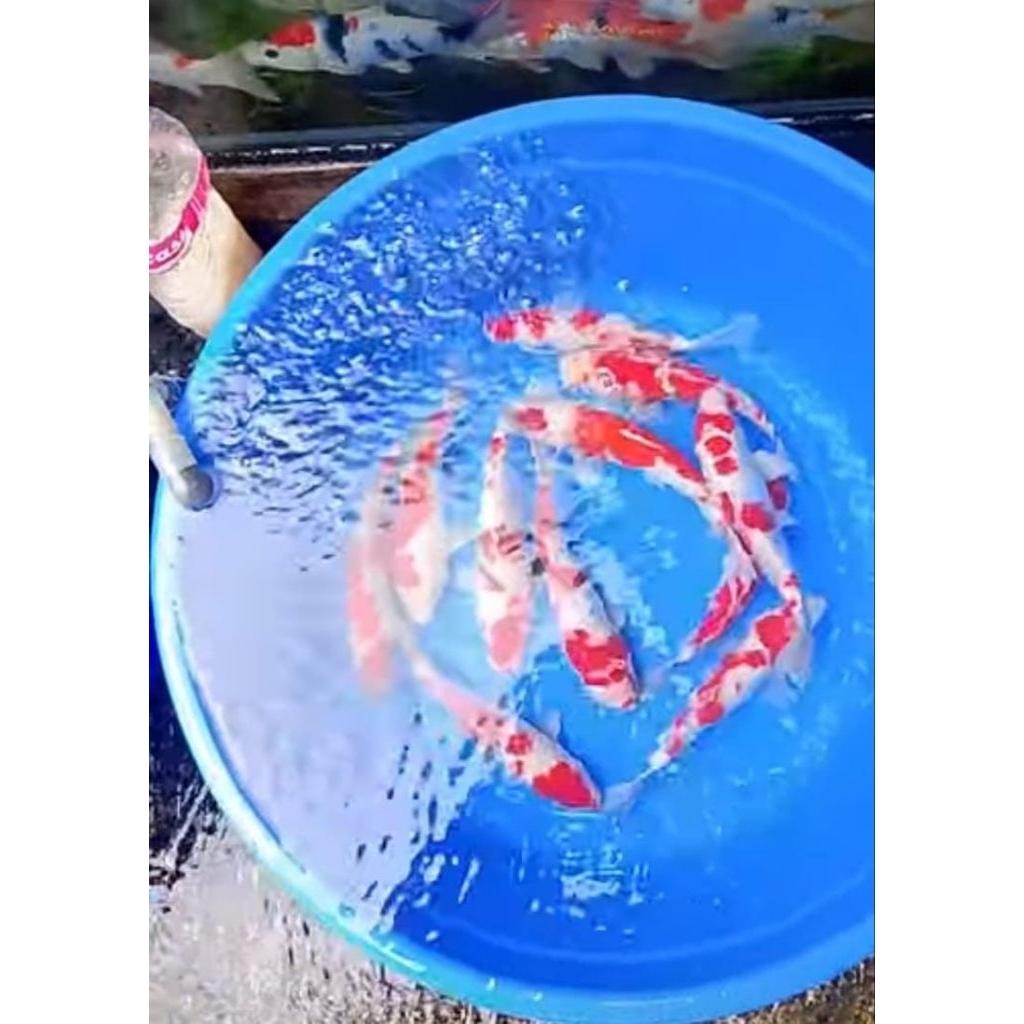 Paket Ikan Koi 10 Ekor - Kohaku, Sanke, Shiro, Showa, Warna Acak