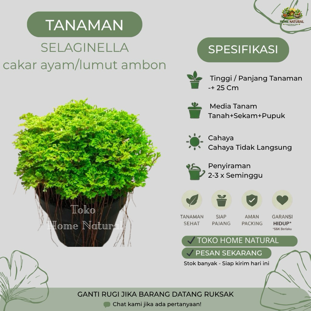 Tanaman Selaginella Kraussiana Atau Lumut Ambon (Cakar Ayam)