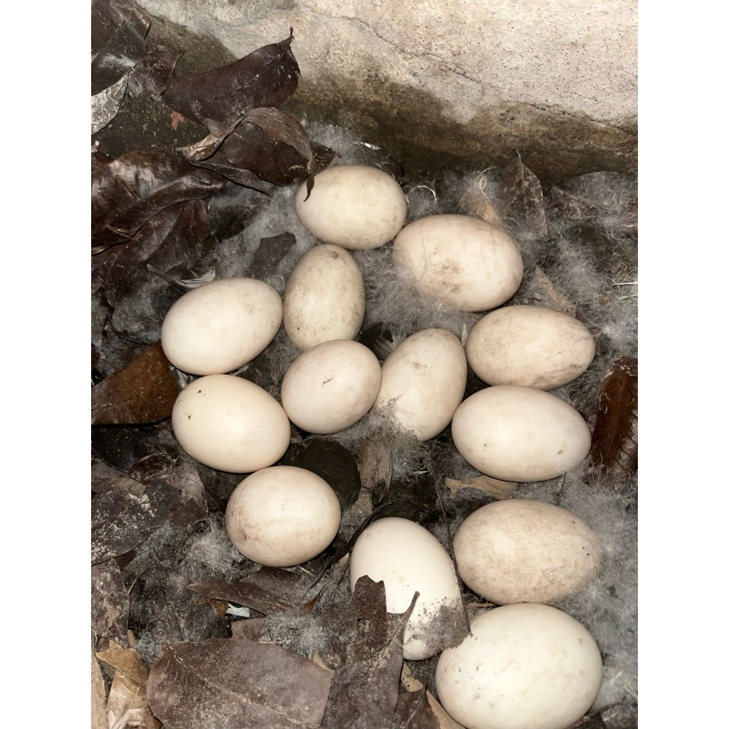 Telur Entok Jumbo Leher Panjang | Kualitas Bagus | Anti Rugi