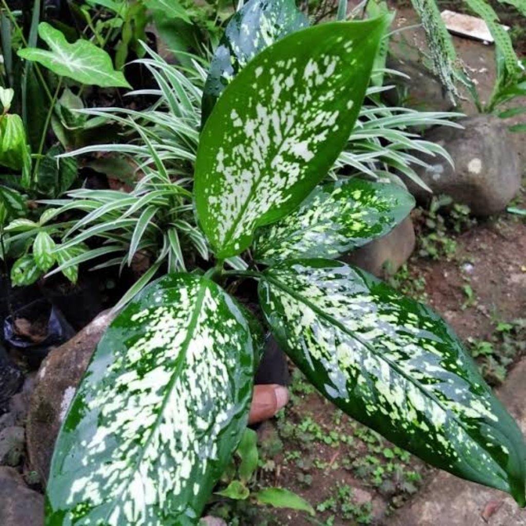 Tanaman hias blanceng / beras tumpah