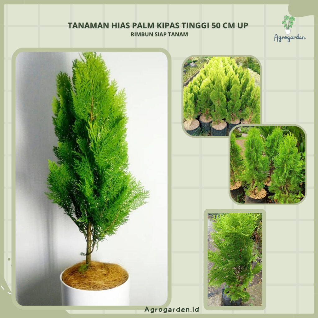 Tanaman Hias Cemara Kipas rimbun Tinggi - Tanaman Taman Cemara kipas Dewasa Tinggi 60cm