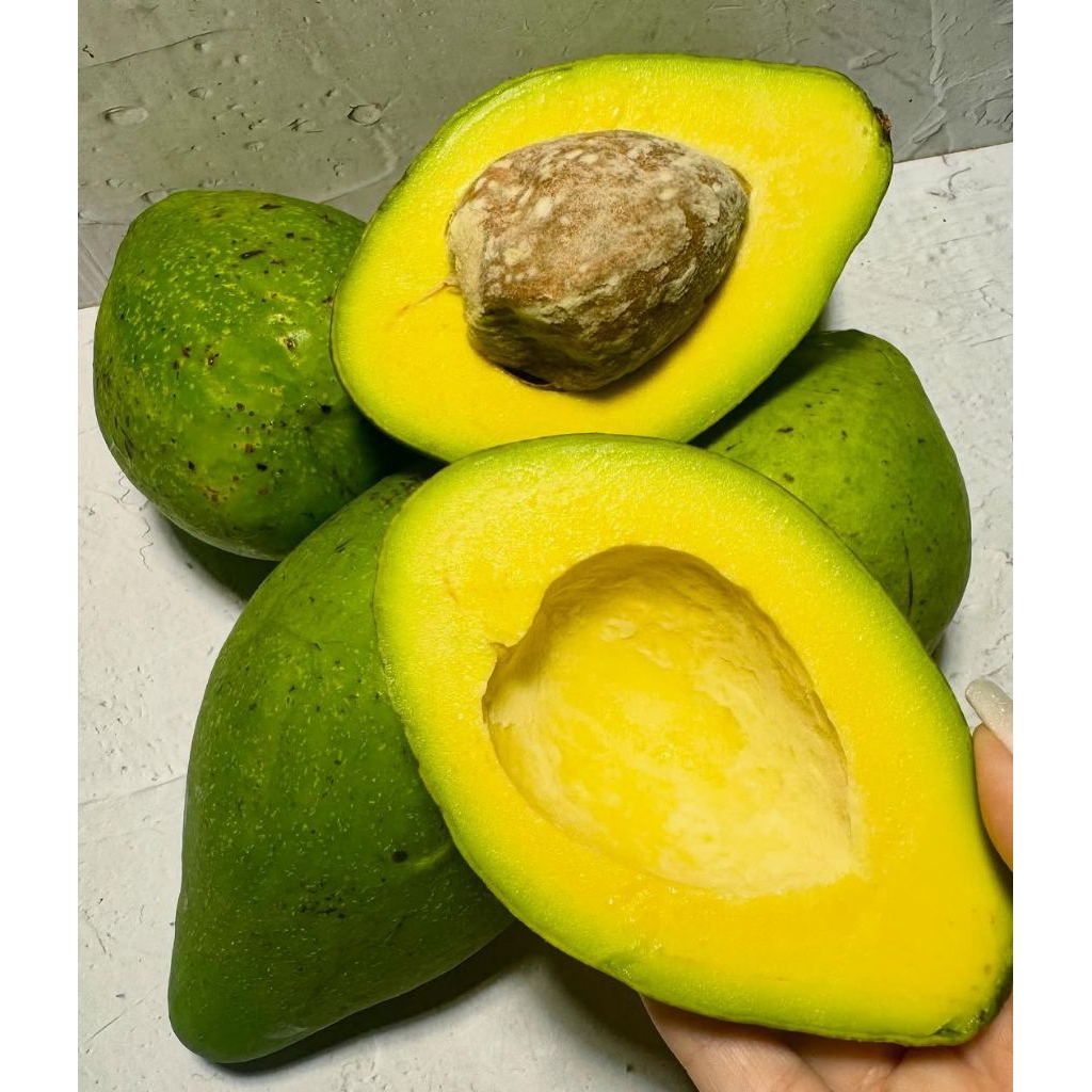 alpukat mentega lampung