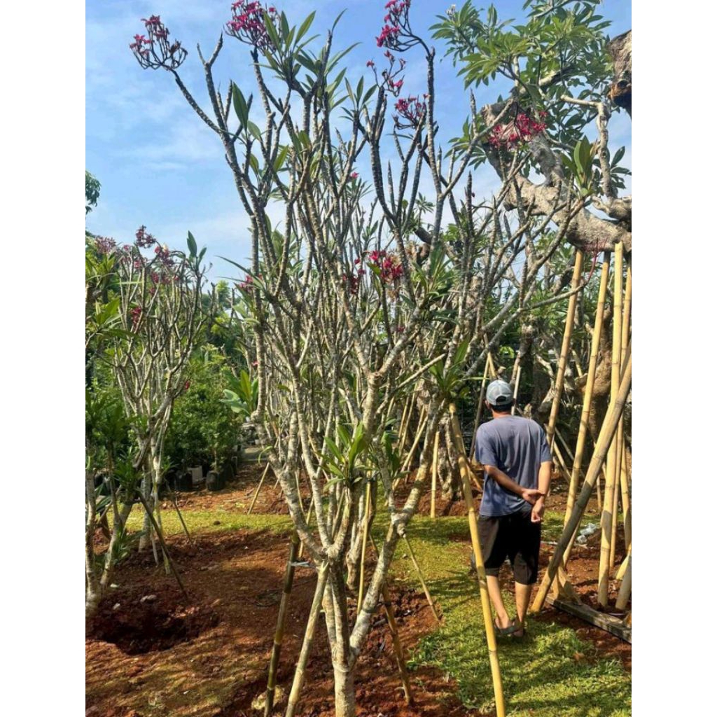 Kamboja Bali Tinggi 1 Meter Sudah Berakar - Tanaman Kamboja Bali Siap Tanam