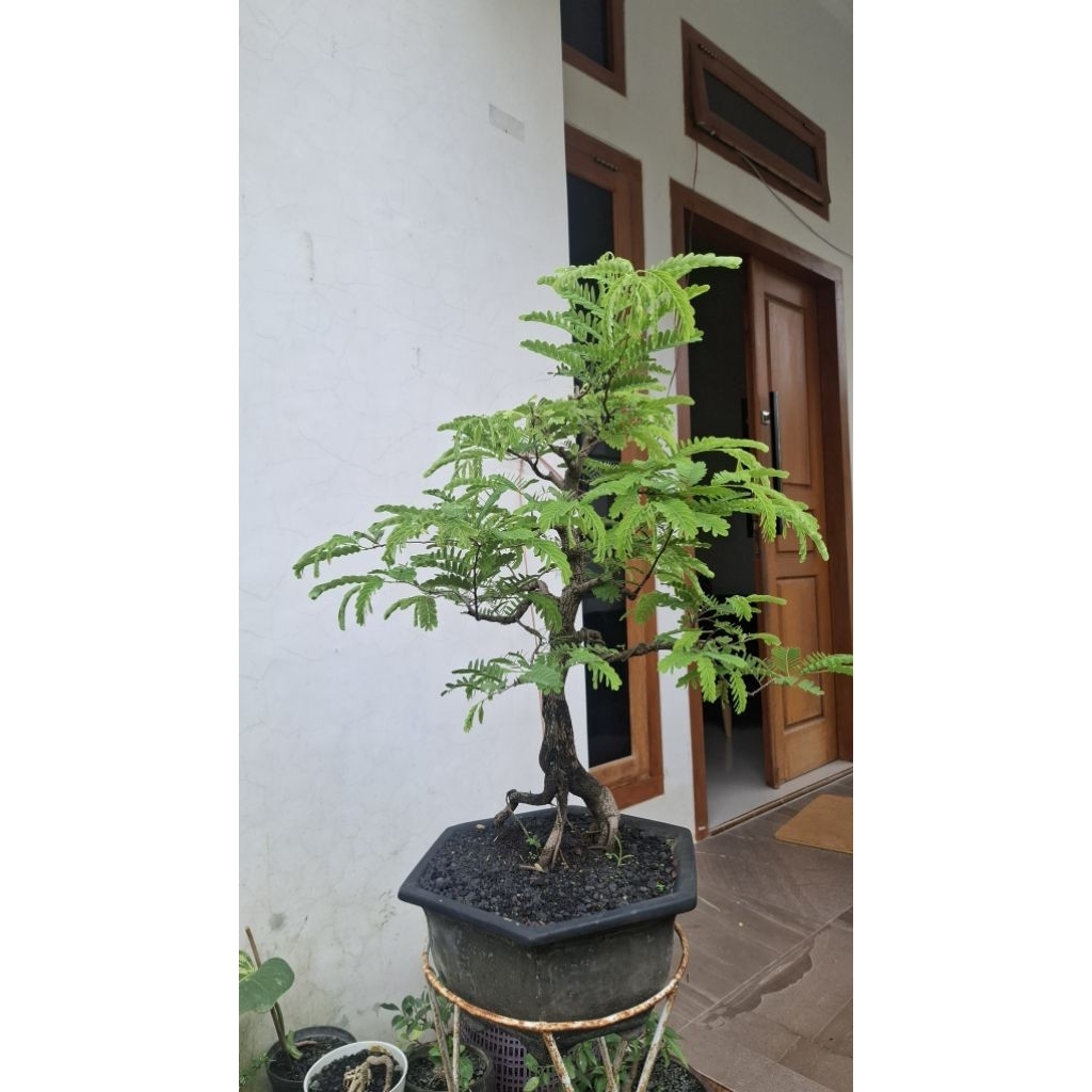 bonsai asem jawa