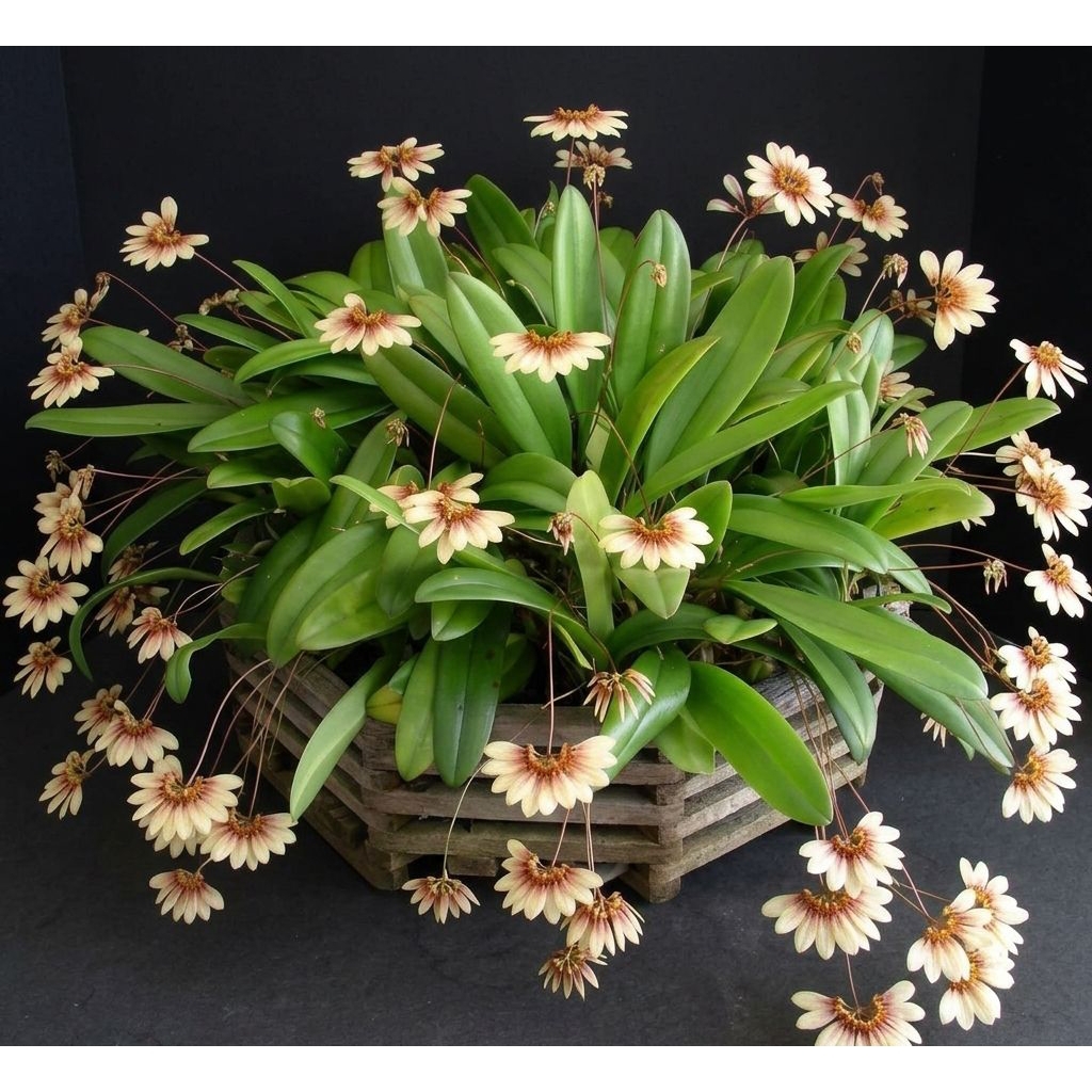 anggrek kipas ( bulbopyllum lepidum )/ anggrek / tanaman / bunga / Orchid /garden