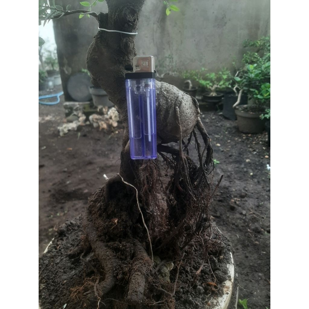 Bonsai Bahan ULmus Micro Unik Update 2