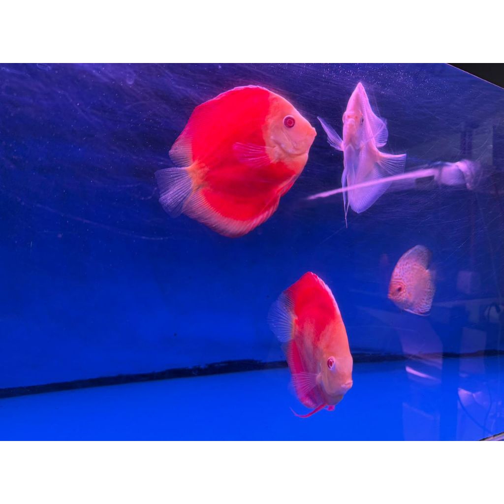 Surabaya Only Discus Albino ukuran 4+ Inch Siap Kirim