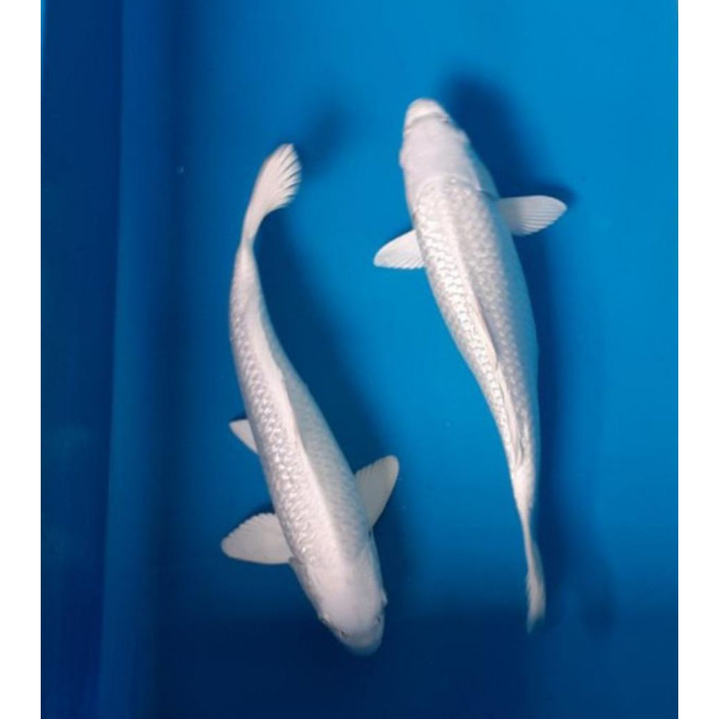 koi platinum  putih berkilau