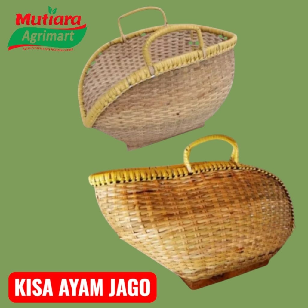 KISA AYAM JUARA // KISA AYAM BANGKOK // KISA PEMBAWA AYAM ADU