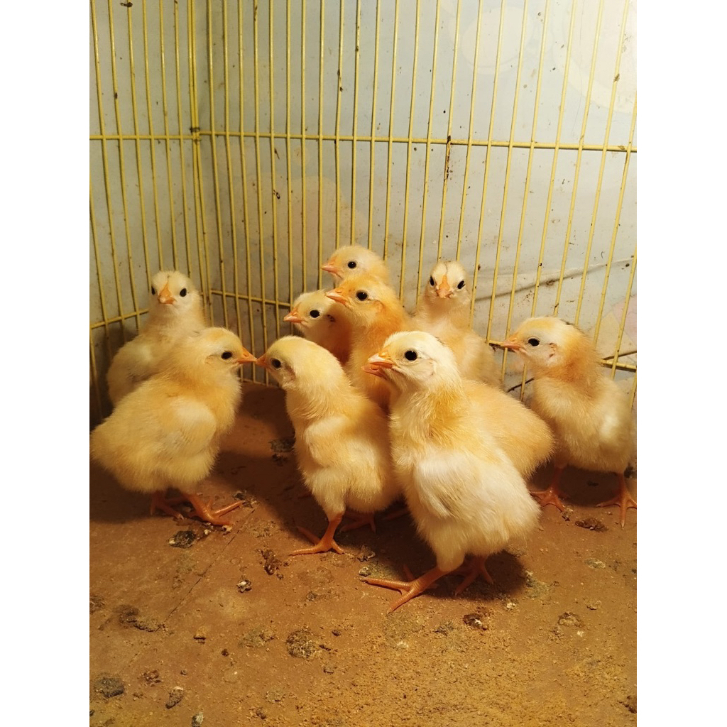 DOC Ayam elba Petelur