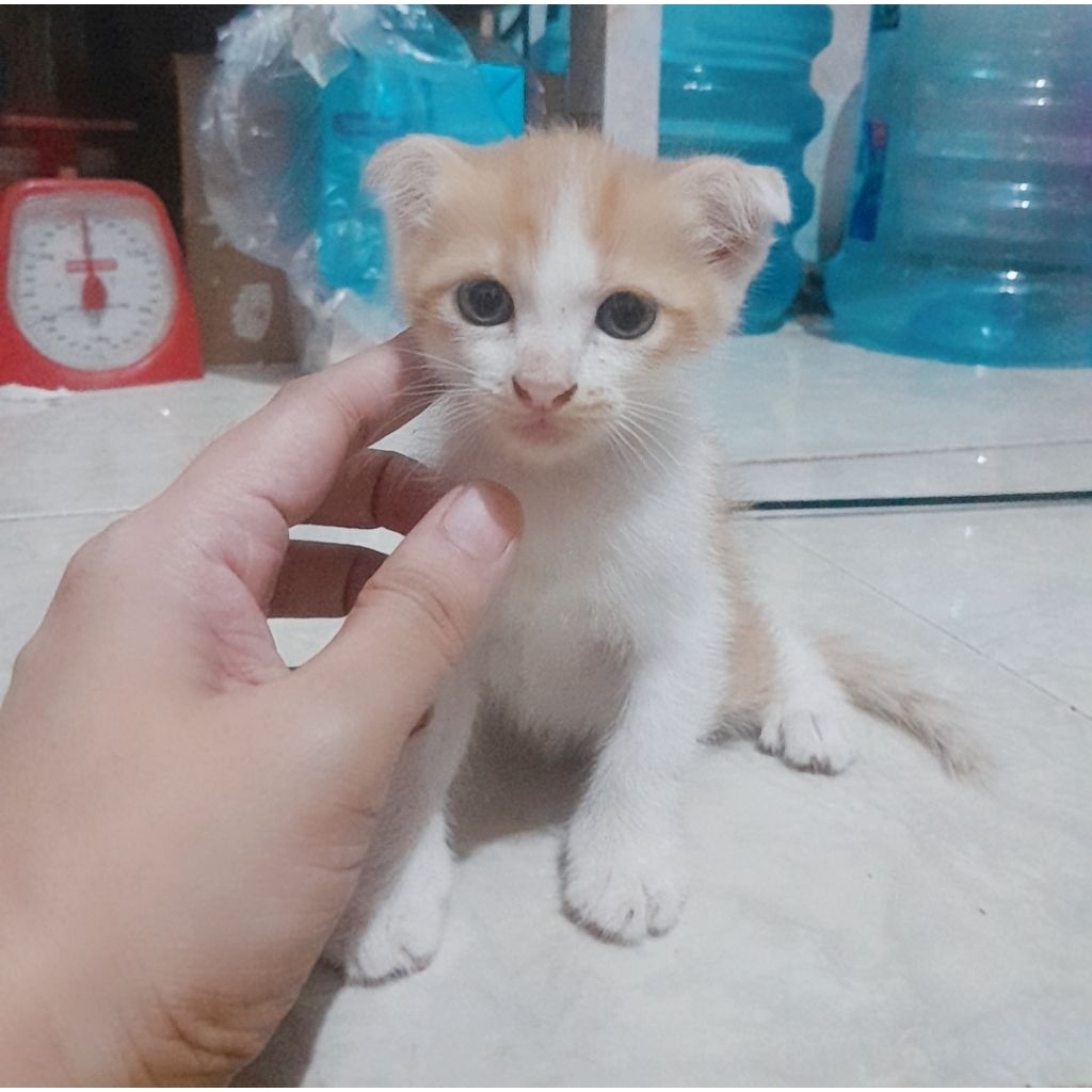 Kitten kucing ras Scootish Fold & Scottish Straigth , Kucing Kitten Ras Murni , Mix Mc & Sf , Kitten
