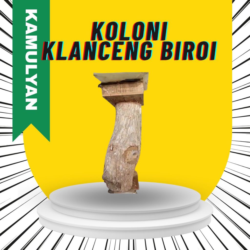 Koloni Lebah Trigona Biroi