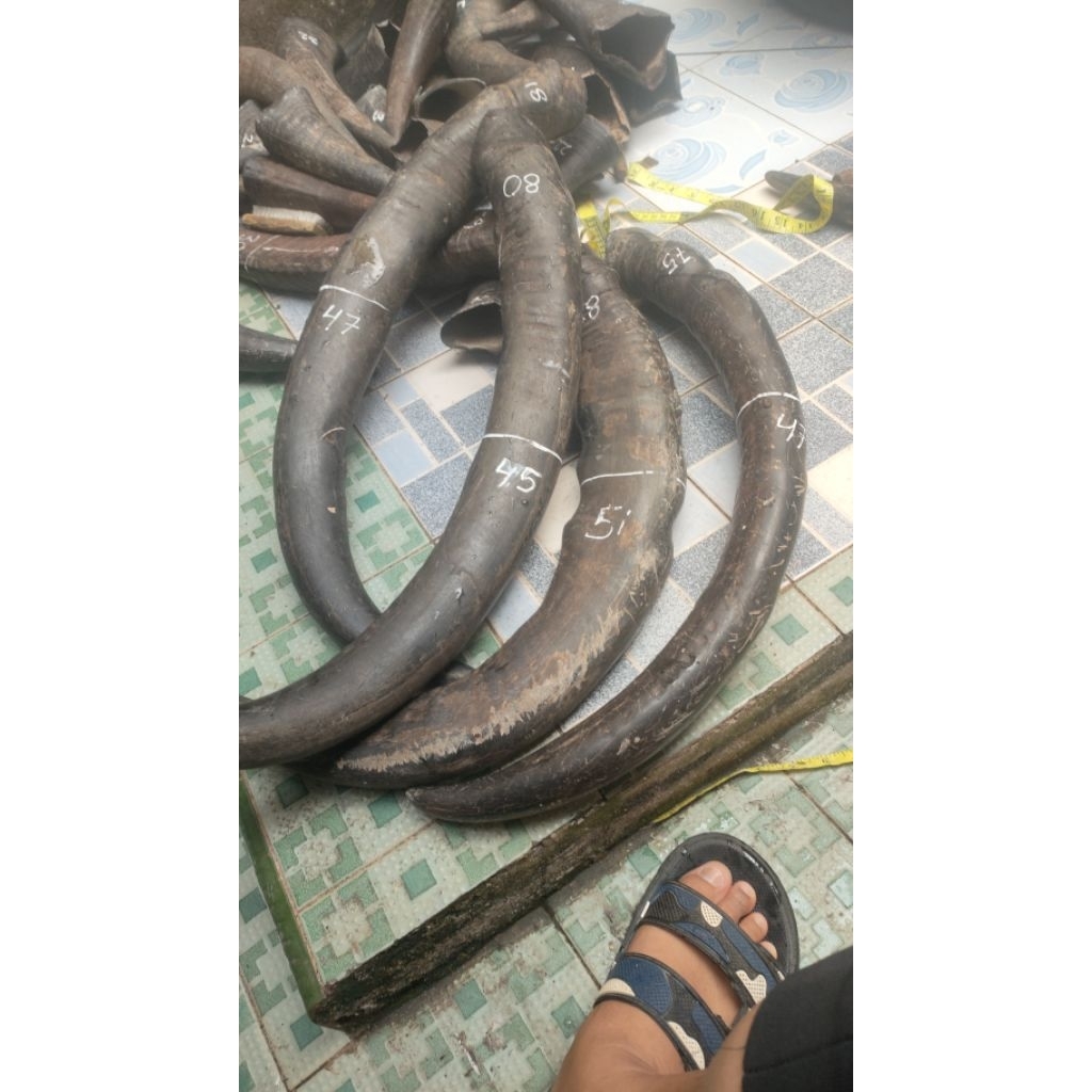 tanduk kerbau padatan 45-49 cm