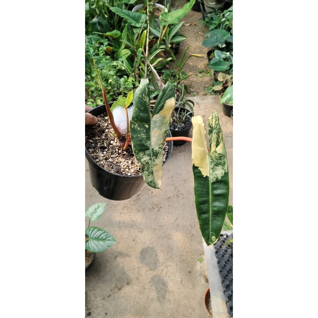 billitiae variegata