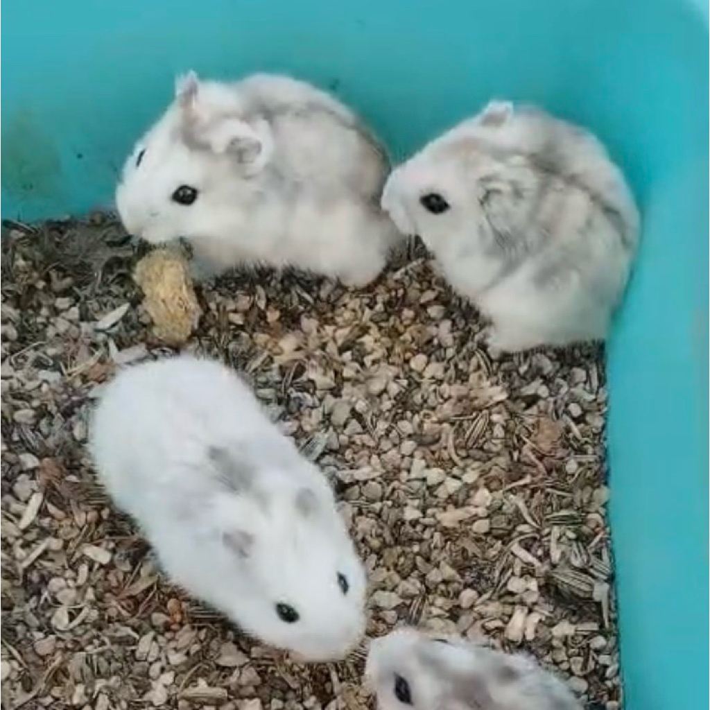 [TERLARIS] Hamster Winter White Imperial/Tiger/sapphire hamster mini jinak