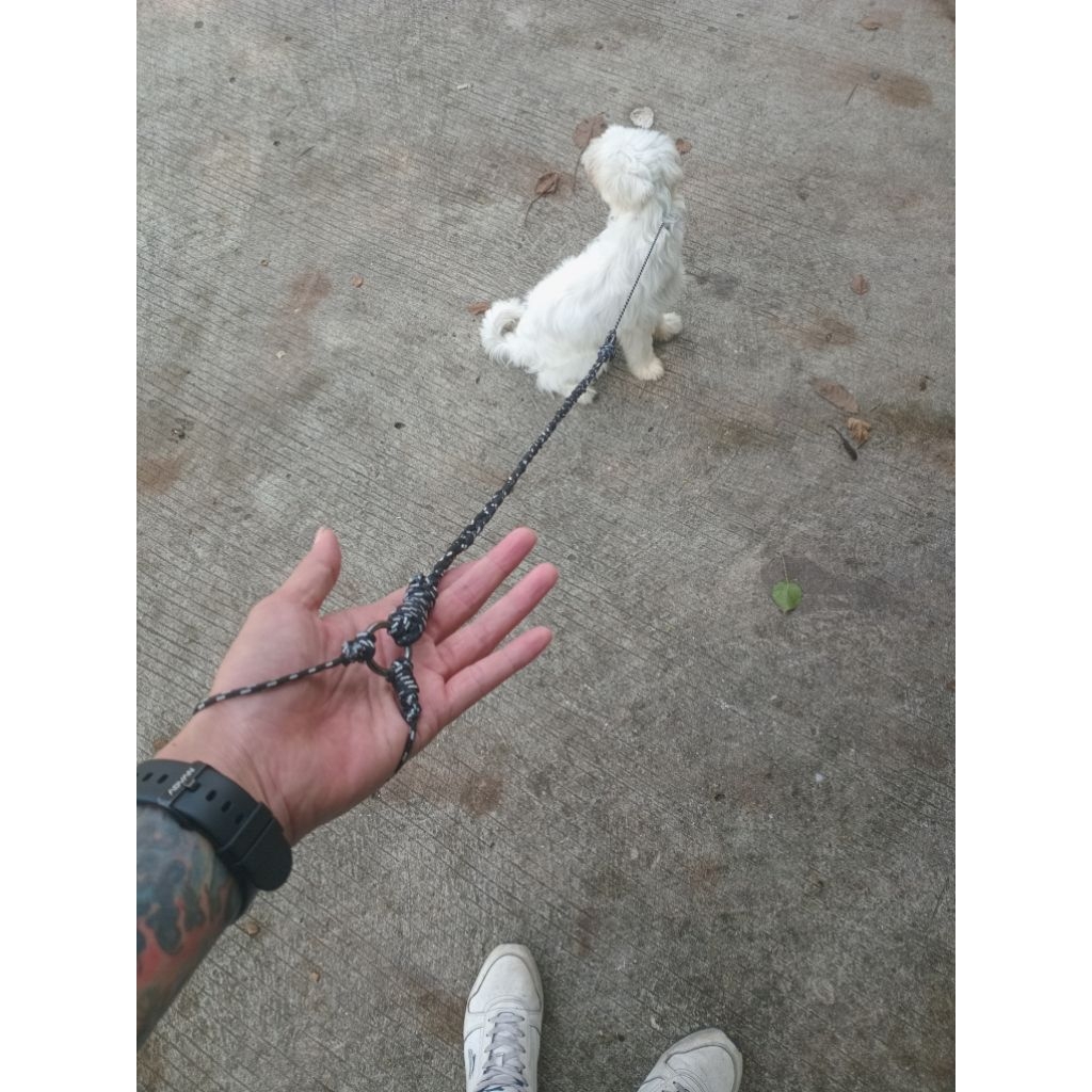 tali anjing/tali tuntun anjing /tali anjing double/tali anjing custom