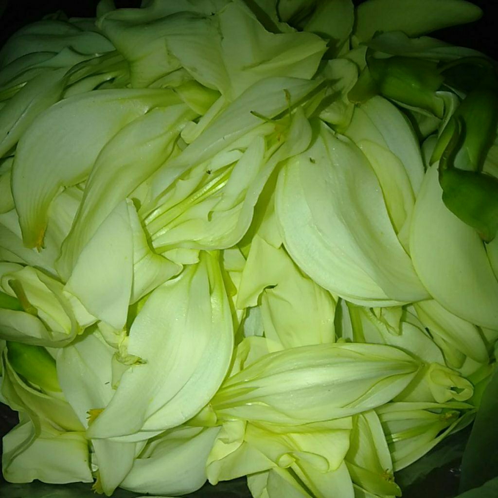 Sayur Kembang Bunga Turi segar
