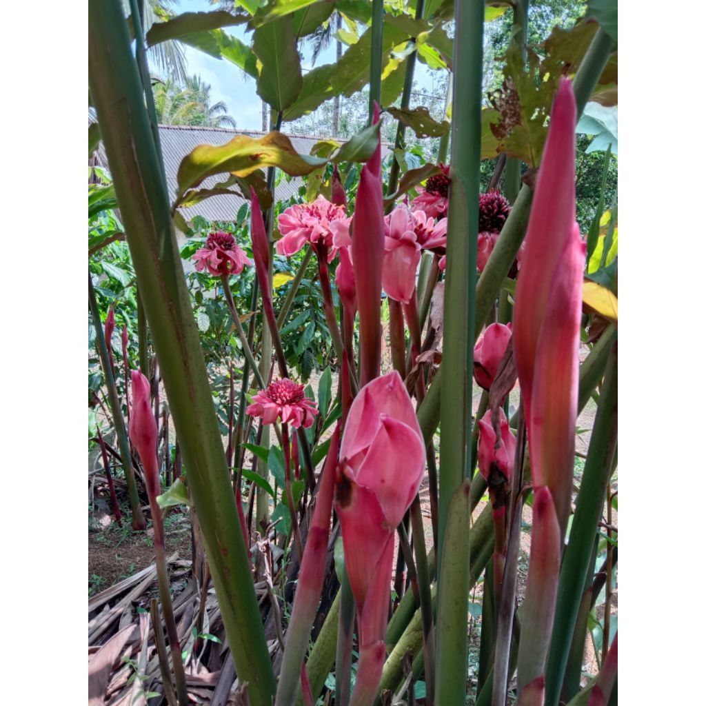 Kecombrang segar,bunga kecombrang 1 kg