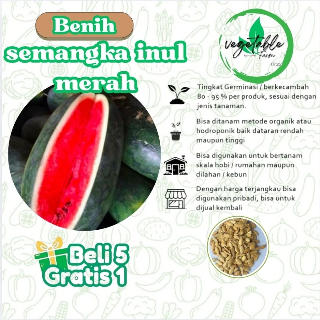 5 BIJI- Benih semangka inul merah / bibit semangka inul / semangka inul merah / bibit semangka