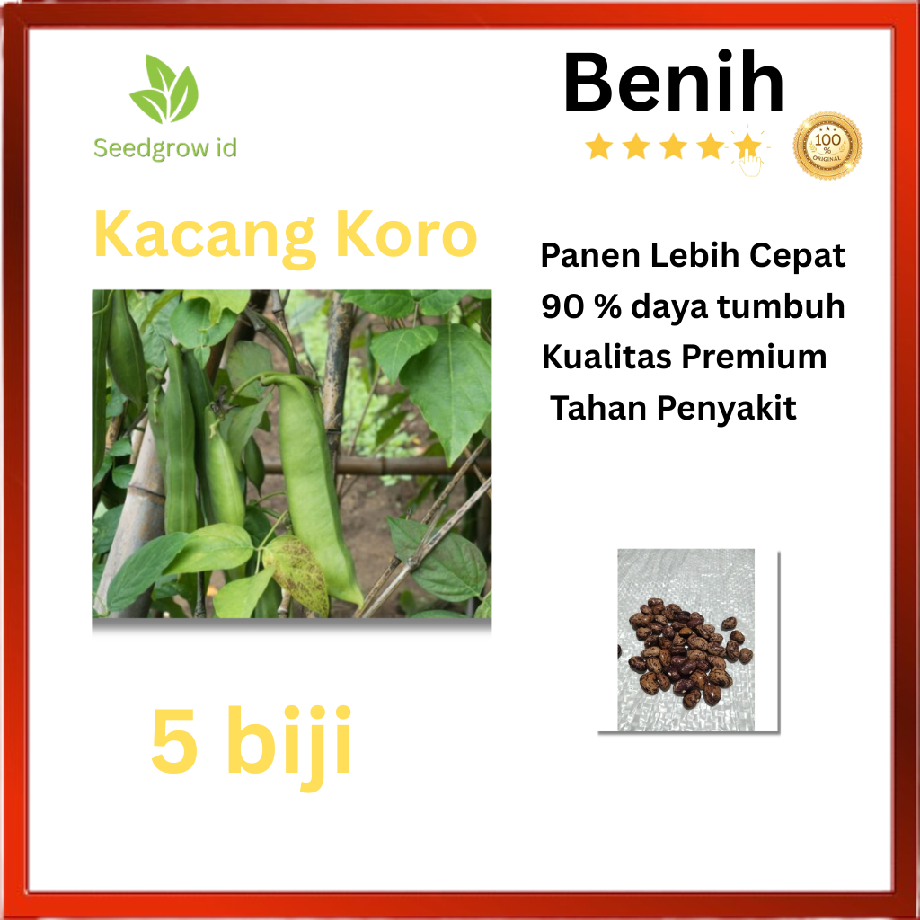 5 biji Benih Kacang Koro Lokal Berkualitas Tinggi