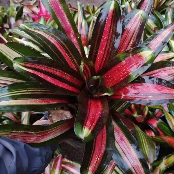 bromelia margaret(bromelia besar koleksi)