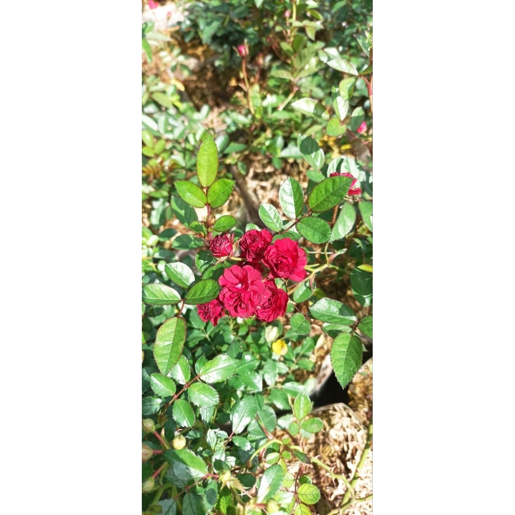 tanaman mawar minion merah (baby rose) rimbun