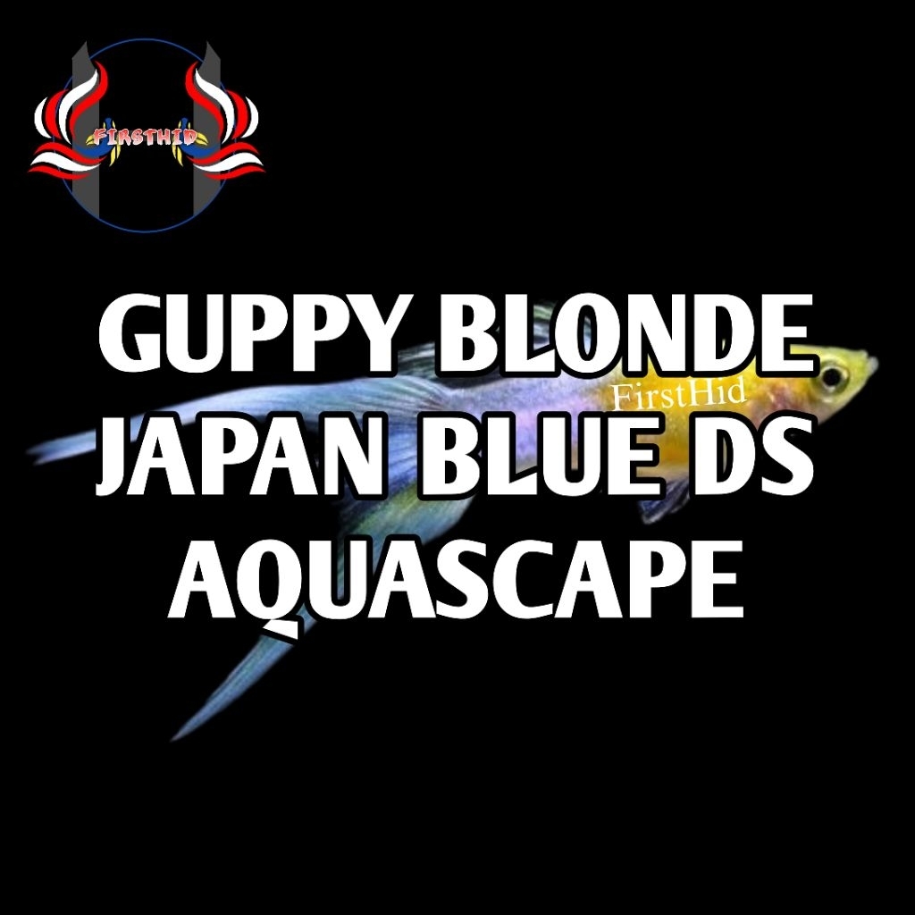 (1 P) GUPPY Blonde Japan Blue Double Swordtail penghias ruangan aksesoris akuarium