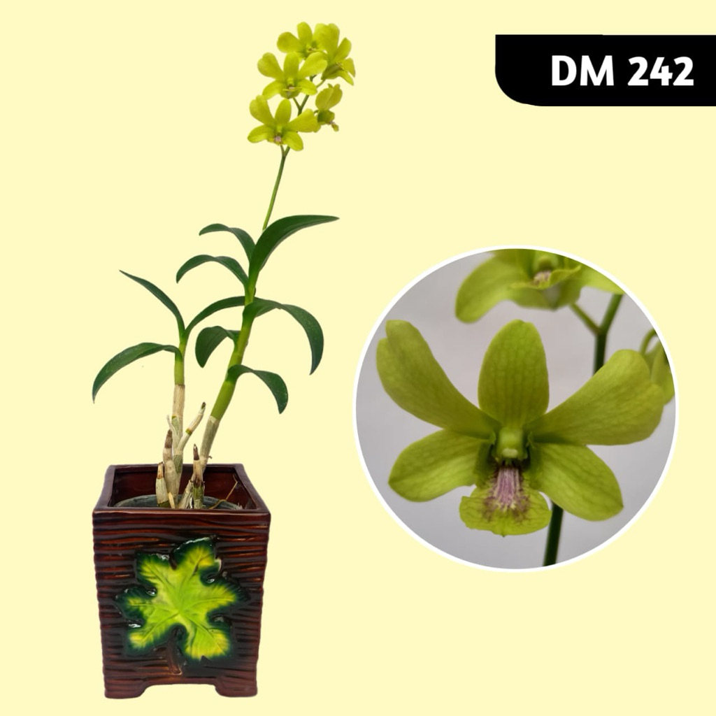 PROMO!!PAKET 3 ANGGREK DENDROBIUM DEWASA/BUNGA ANGGREK DENDROBIUM