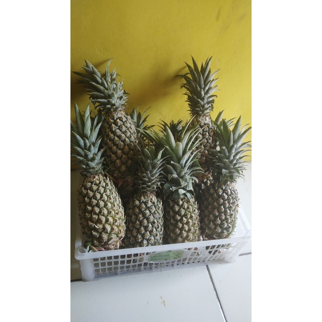nanas / nanas murah / nanas berkualitas / nanas manis