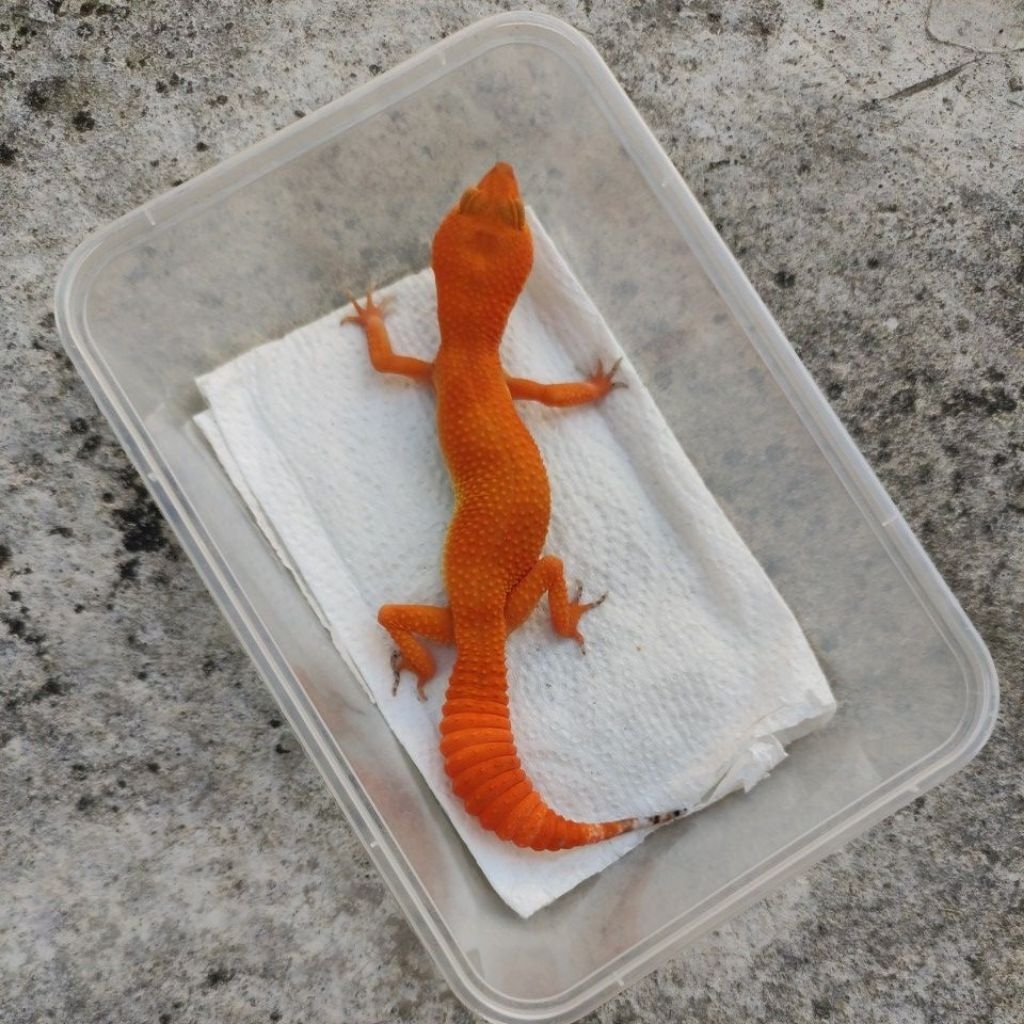 MAINAN ANAK GECKO JUVE_SHTCTB FEMALE PEDES
