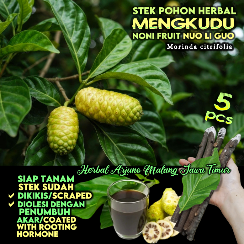Mengkudu Pace 5pcs Stek Batang Tanaman Toga Pohon Apotek Hidup Obat Tradisional Herbal Mudah Cepat T