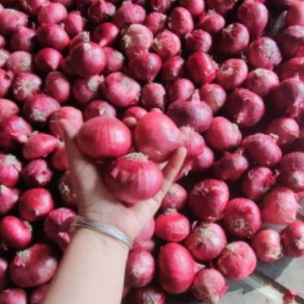 bawang merah India rendom ada ukuran besar dan kecil netto  1kg