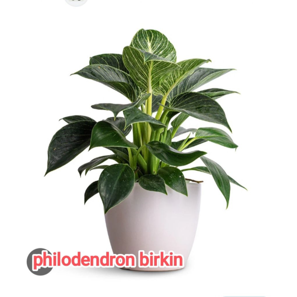 tanaman hias philodendron birkin /variegata