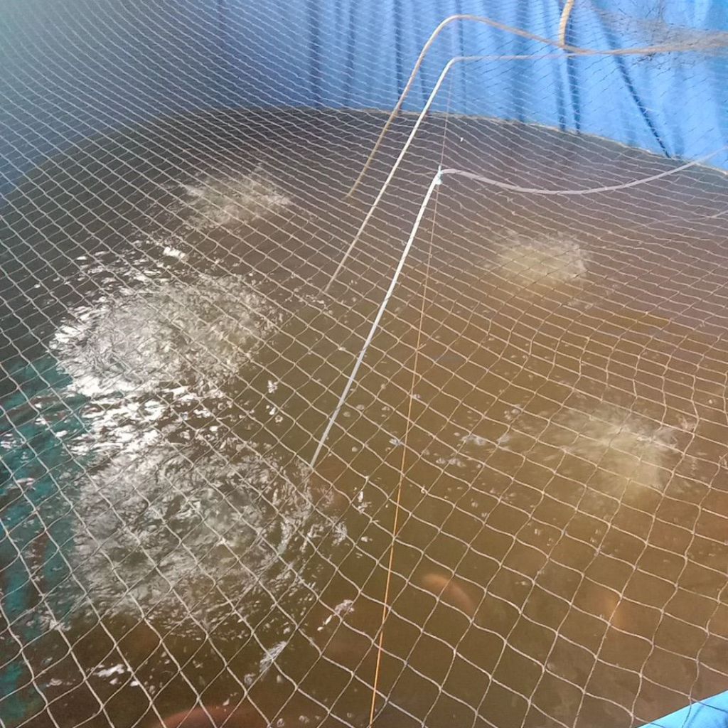 Bibit Ikan Nila Merah Bangkock Monosex Ukuran 7-8cm