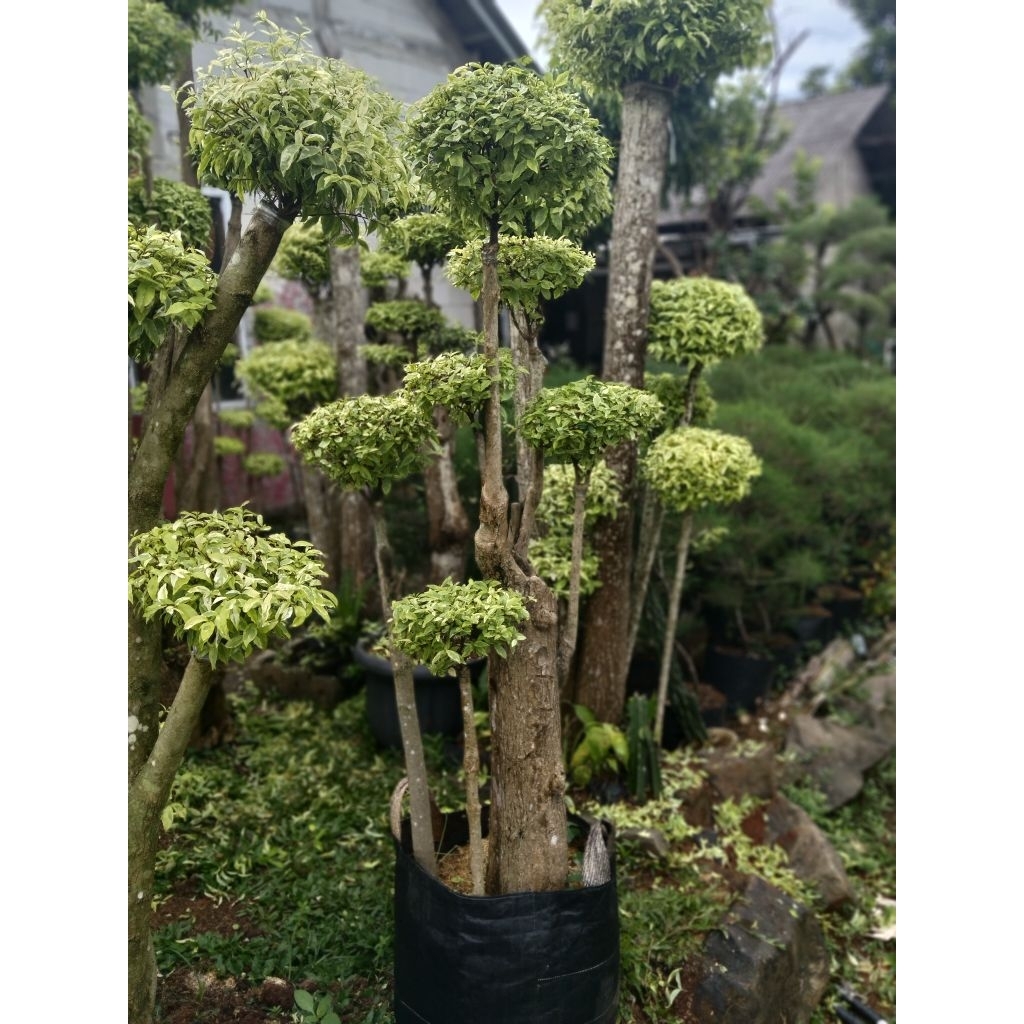 anting Putri bonsai anting Putri bonsai taman anting Putri tinggi full hampir dua meter bonsai antin