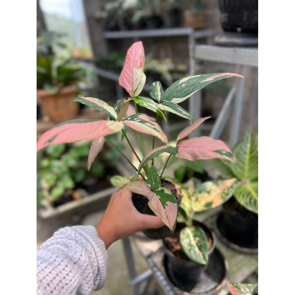 Syngonium Red Spot Tricolor
