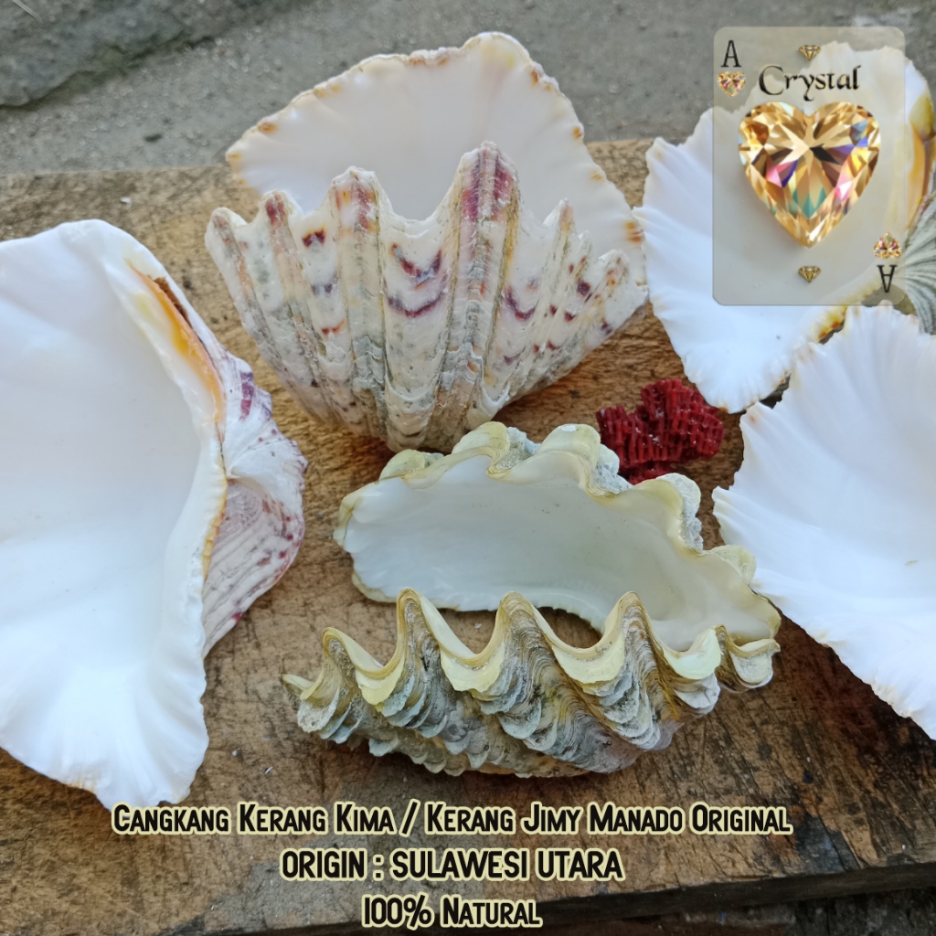 Cangkang Kerang Kima Tultul Jimy Kima Jinny Asli Natural Kerang laut Sulawesi