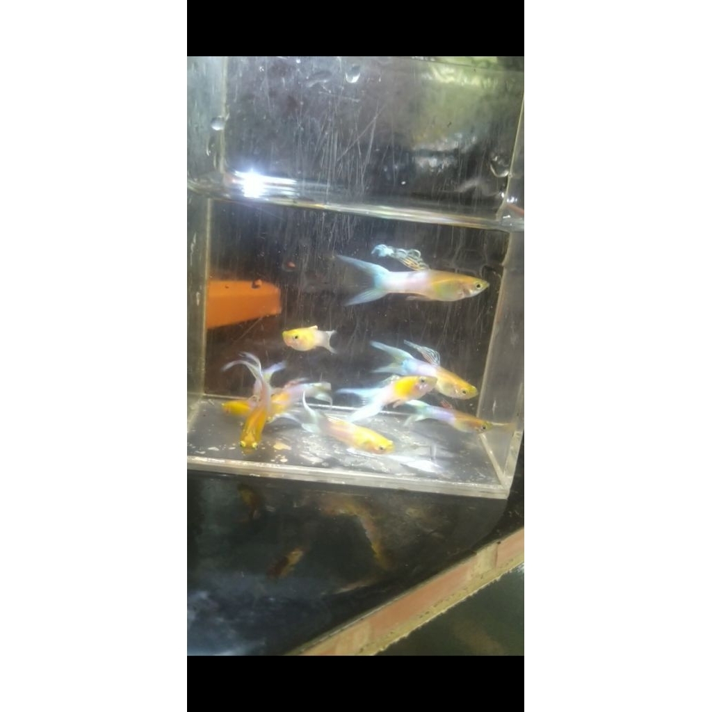 pemanis aquarium. Endler Blue Japan Double Sword Paket 6e – Grade A Super Color Import Quality