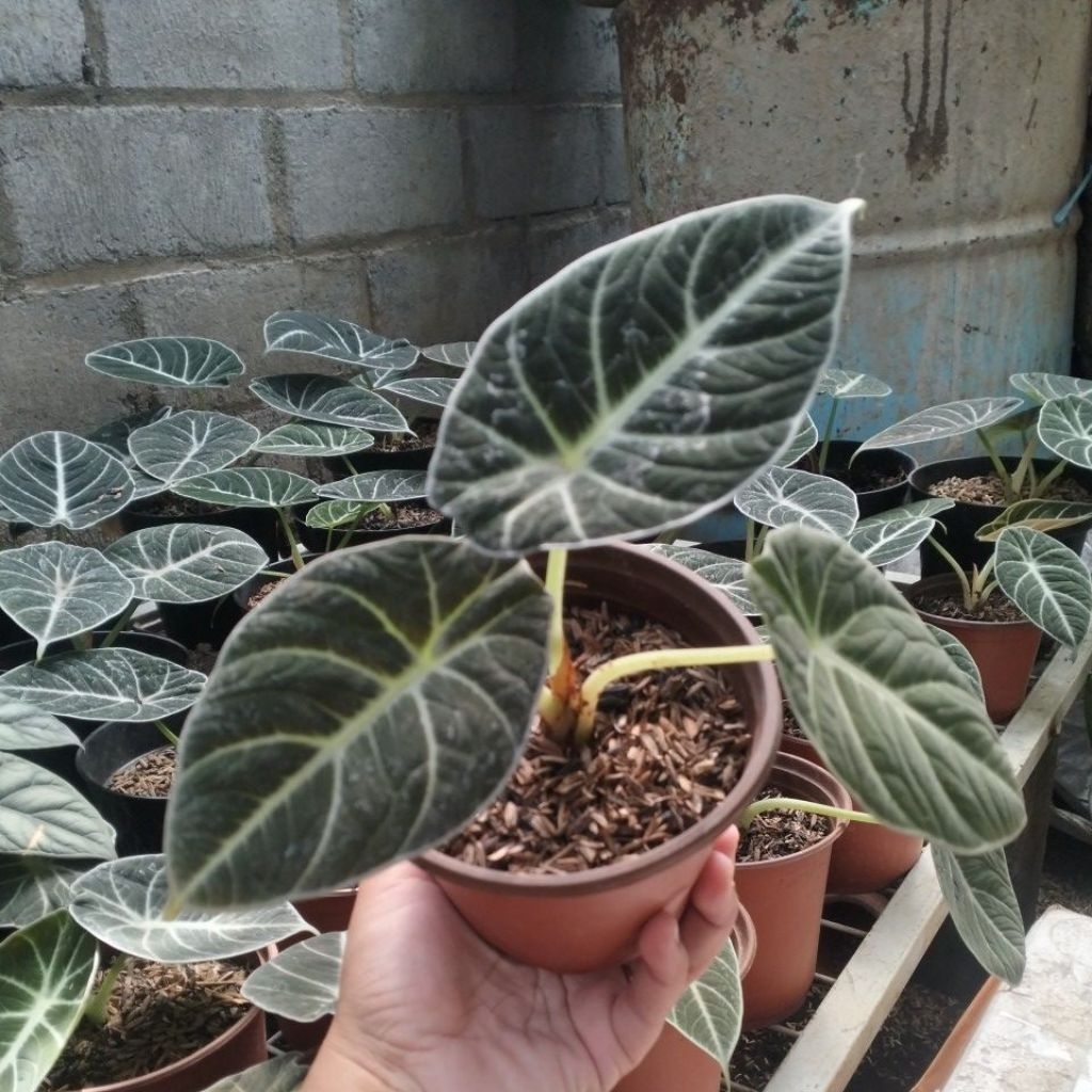 Tanaman Hias Alocasia Black Velvet Daun Hitam Pekat Mudah Dirawat