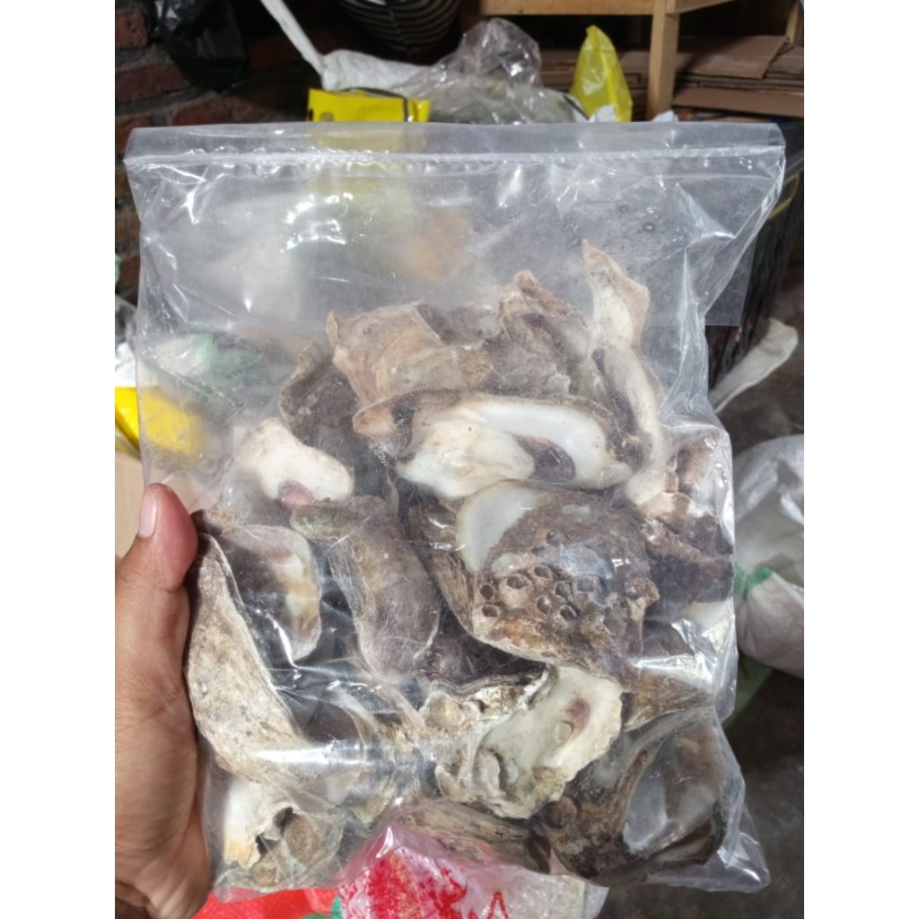 Cangkang kerang oyster