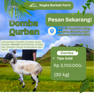 hewan qurban domba garut 30kg