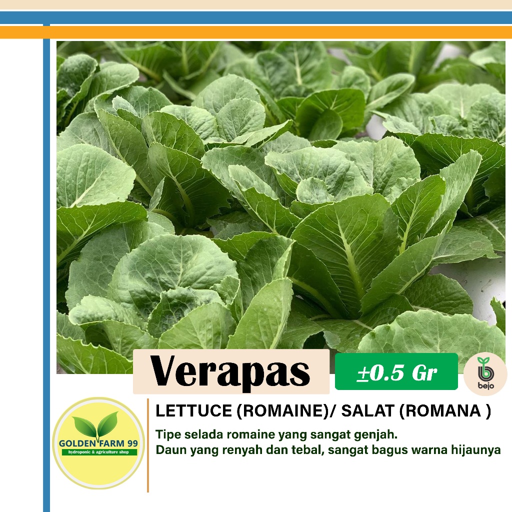 Benih lettuce Romaine Verapas Bejo seed - Import