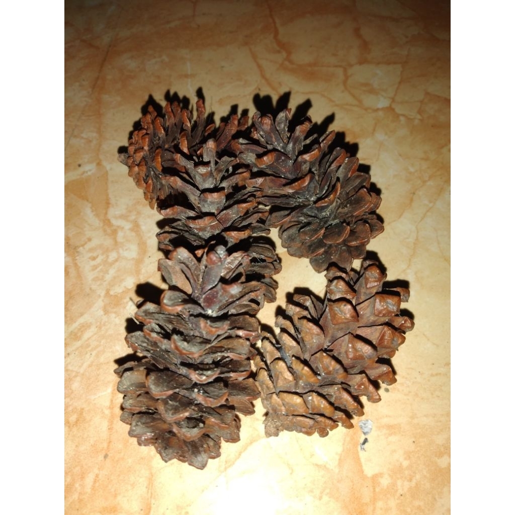 buah pinus kering buat kerajinan per 10 buah