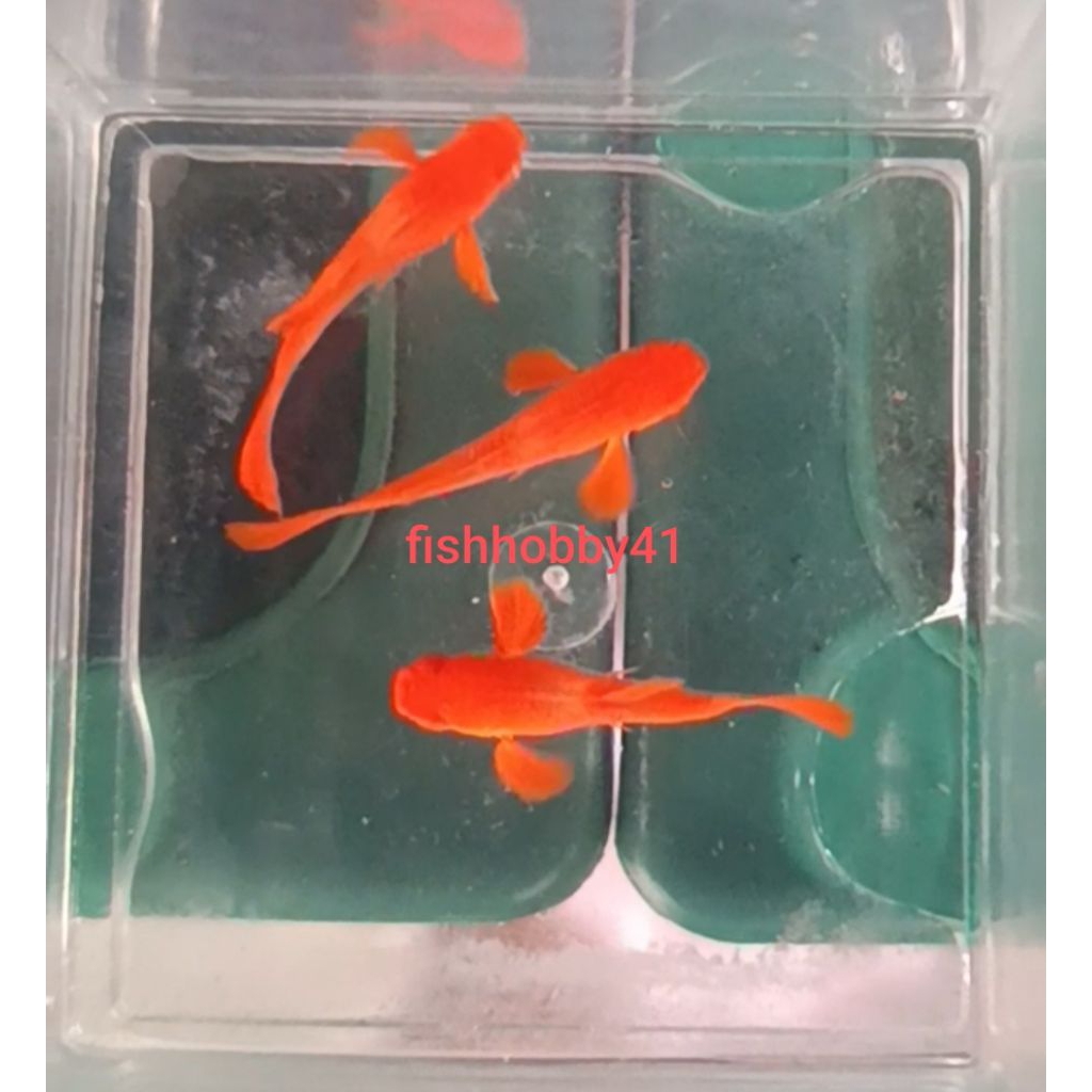 Mainan Guppy Albino Koi Red Ear Jantan 3 Pcs