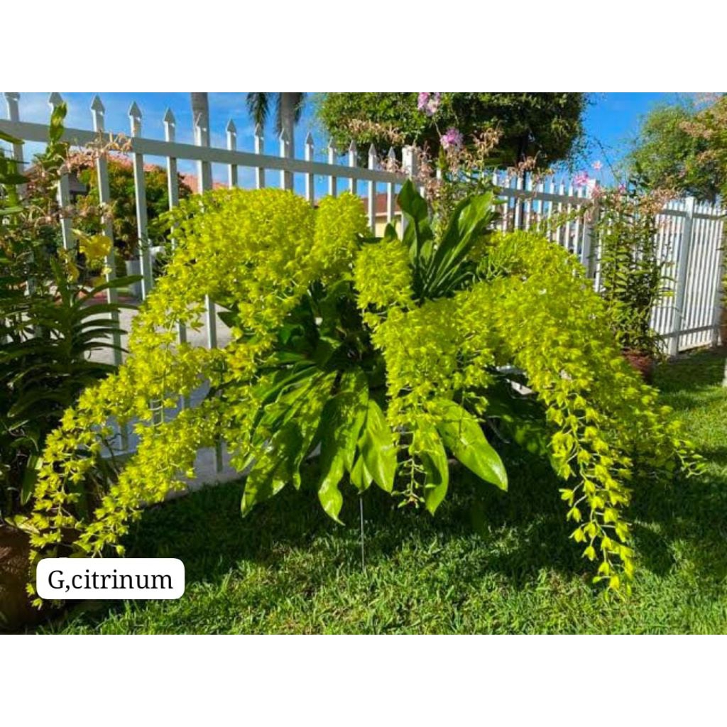 Grammatophyllum citrinum