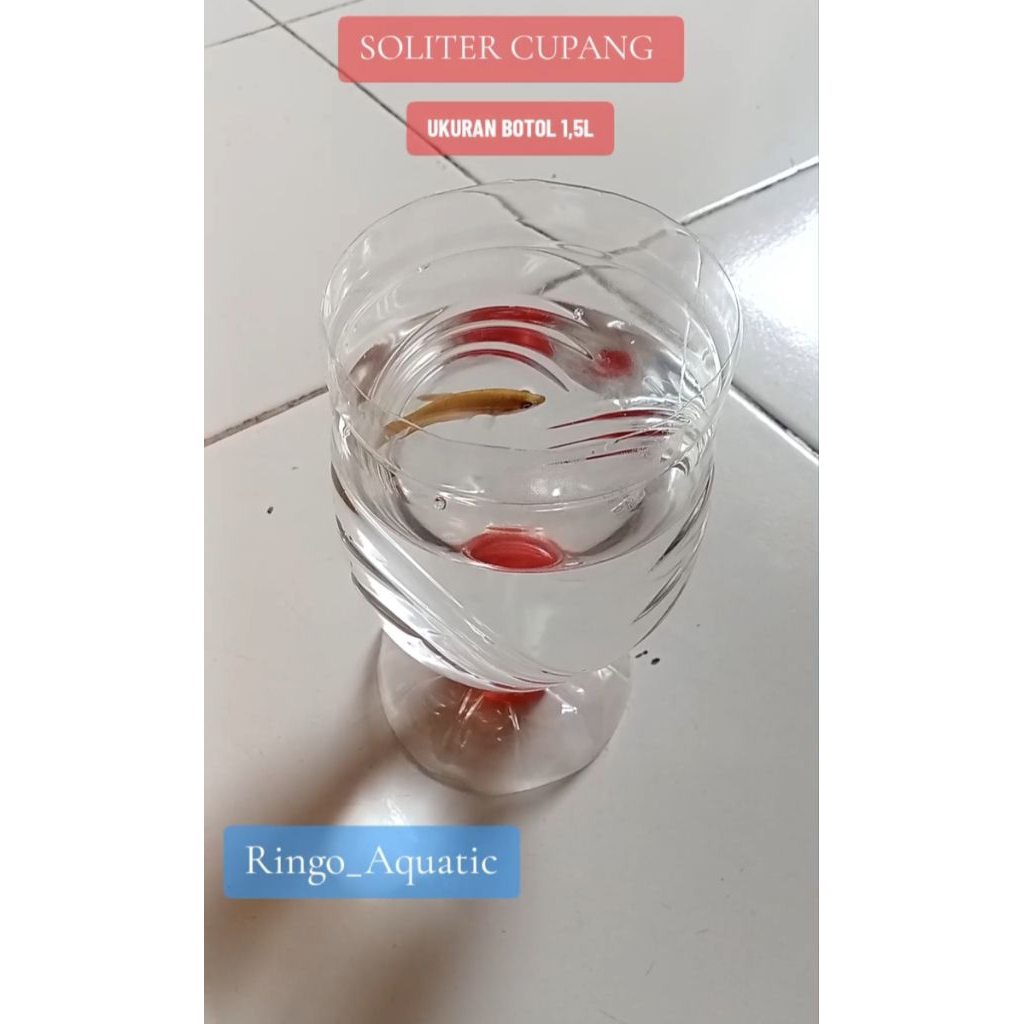 Soliter cupang botol plastik 1,5L