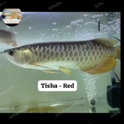 link produk new golden red highback bluebase genetik bluebase