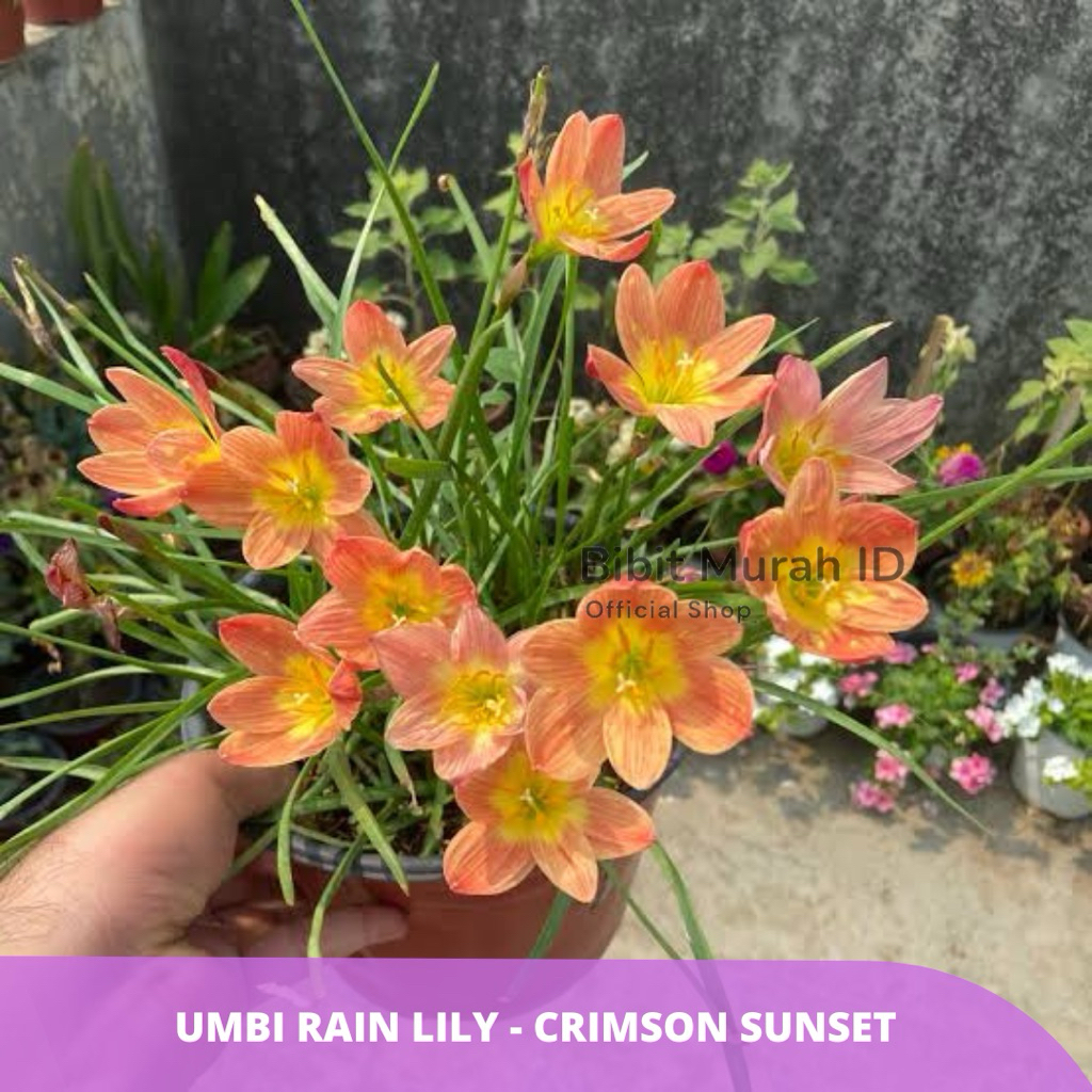 Umbi Bunga Rain Lily Crimson Sunset - Umbi Bunga Lily Hujan - Bibit Murah id
