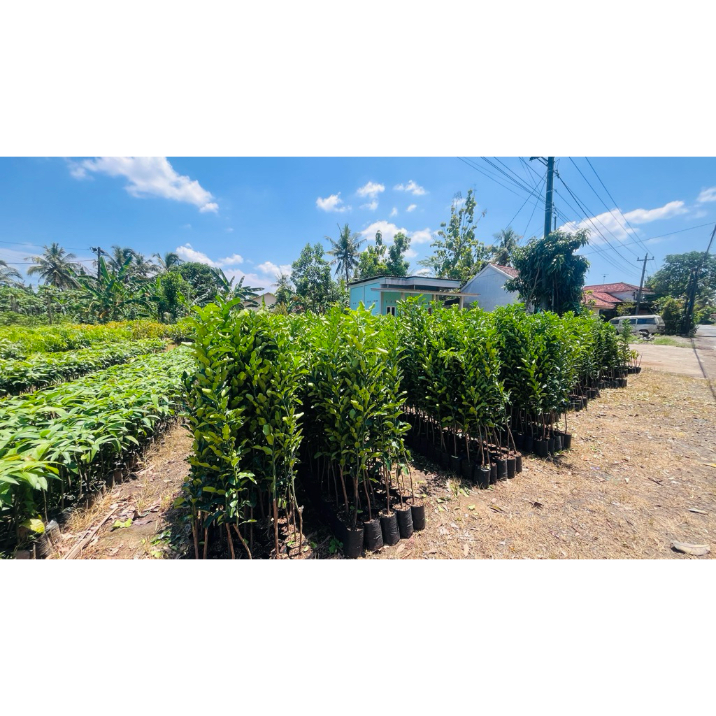 Bibit Jeruk Purut Siap Tanam, Bibit Jeruk Purut Asli, Bibit Jeruk Purut Okulasi, Bibit Jeruk Daun An